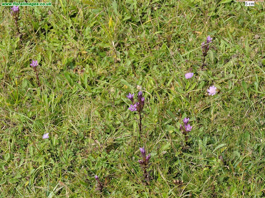 Gentianella germanica