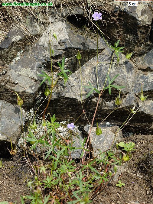 Geranium columbinum
