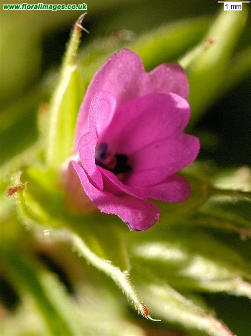 Geranium dissectum