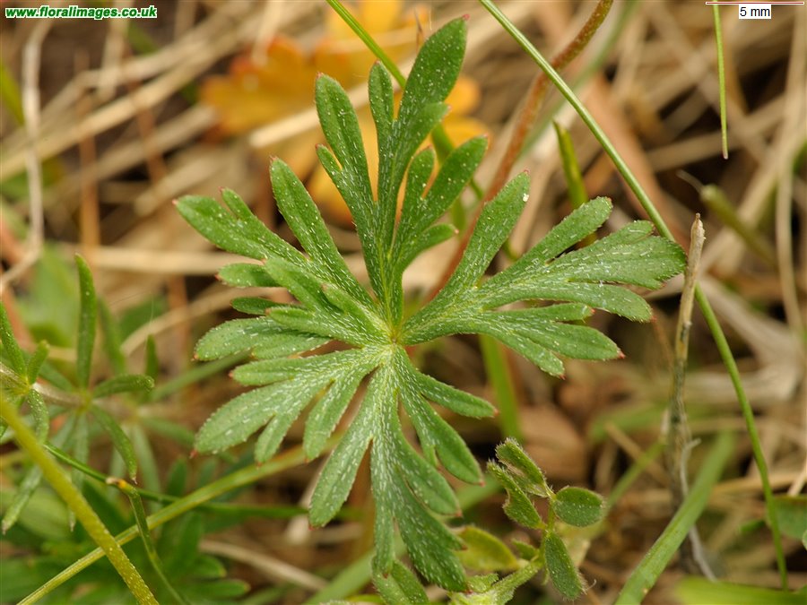Geranium dissectum