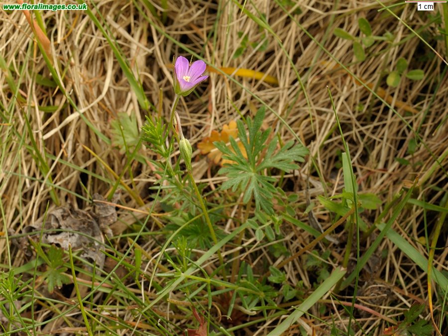Geranium dissectum