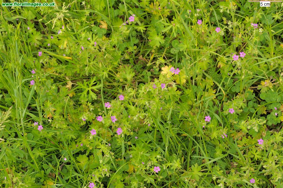 Geranium dissectum