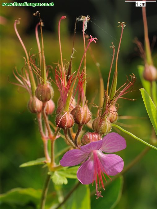 Geranium macrorrhizum