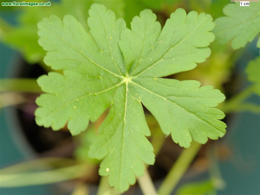 Geranium macrorrhizum