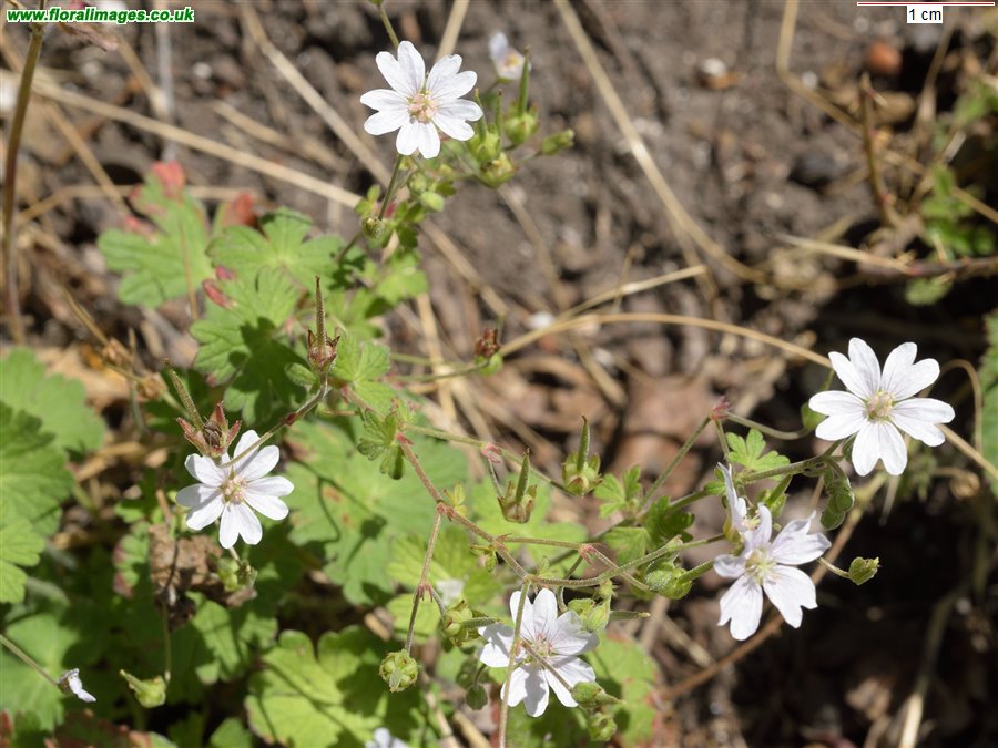 Geranium molle