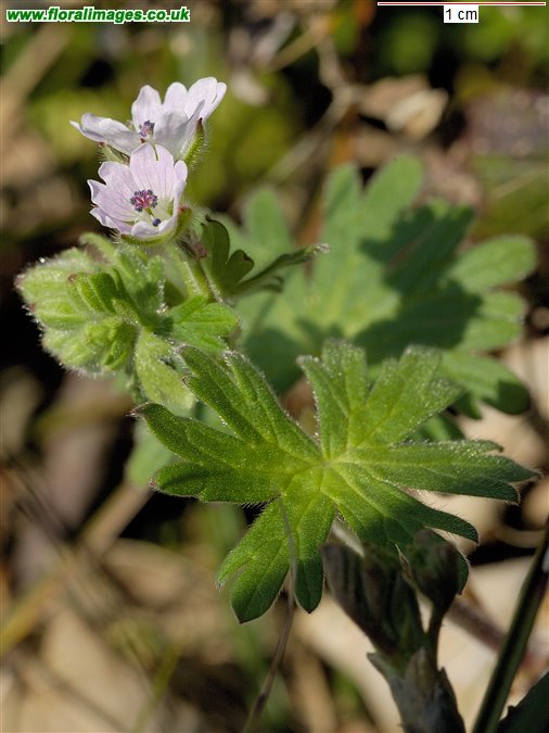 Geranium molle