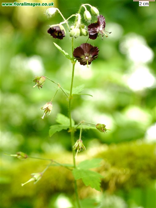 Geranium phaeum