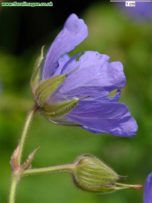 Geranium pratense
