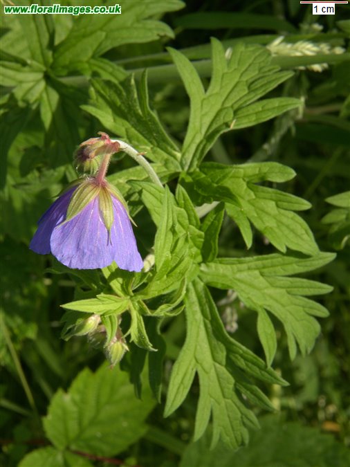 Geranium pratense