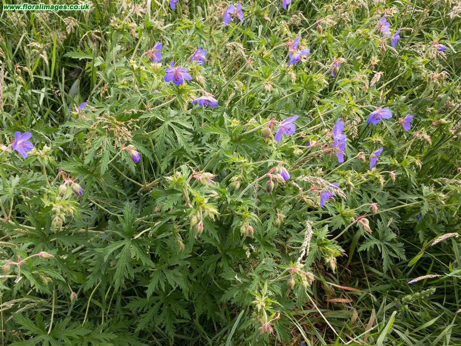 Geranium pratense