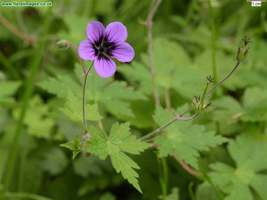 Geranium procurrens