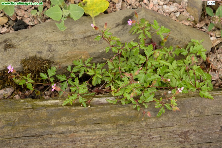 Geranium purpureum