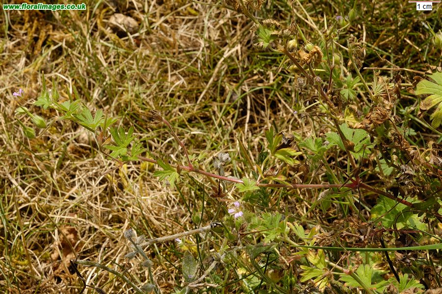 Geranium pusillum