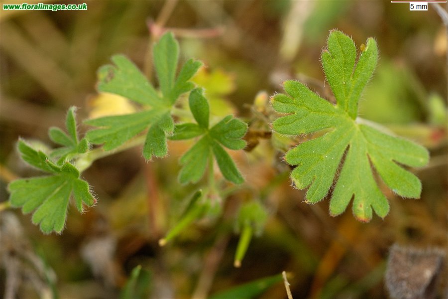 Geranium pusillum