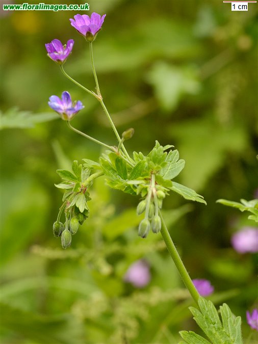 Geranium pyrenaicum