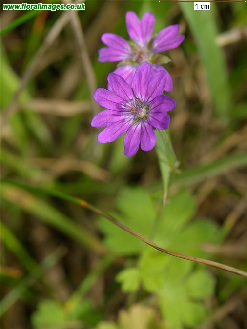 Geranium pyrenaicum