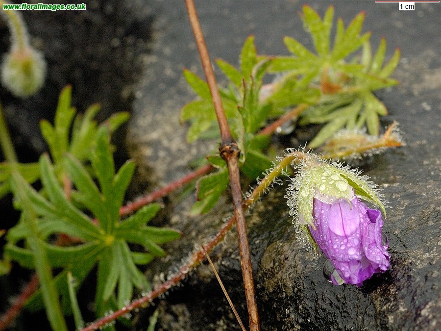 Geranium sanguineum