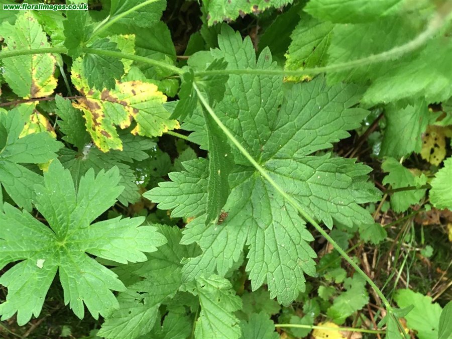 Geranium sylvaticum