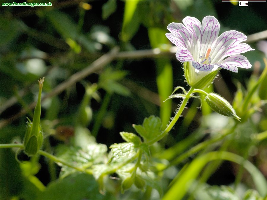 Geranium versicolor