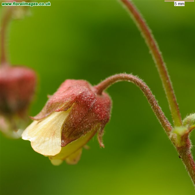 Geum rivale