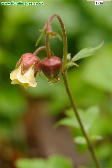 Geum rivale