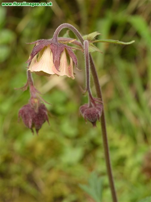 Geum rivale