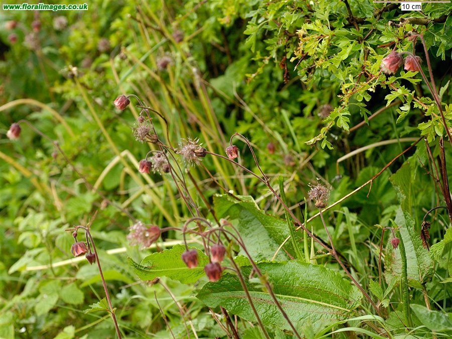 Geum rivale, picture 22 of 23