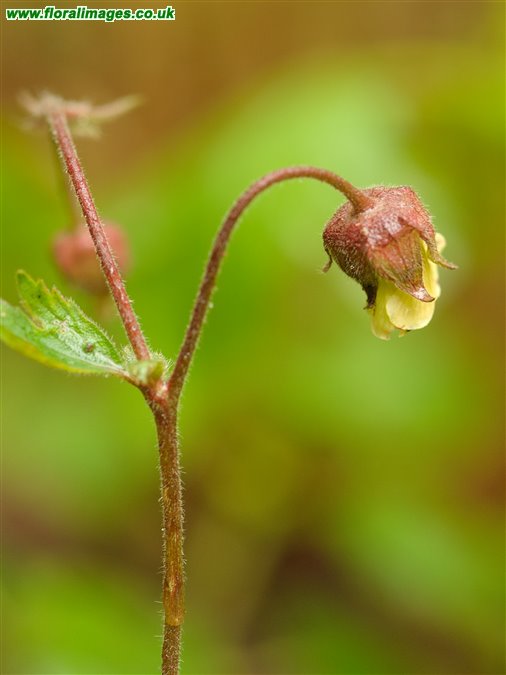 Geum x intermedium