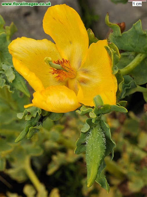 Glaucium flavum