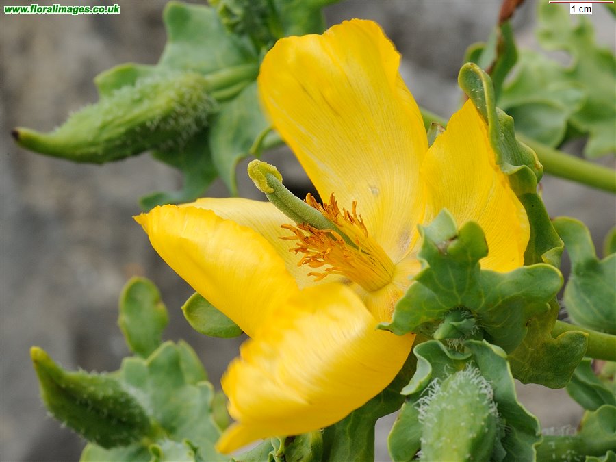 Glaucium flavum