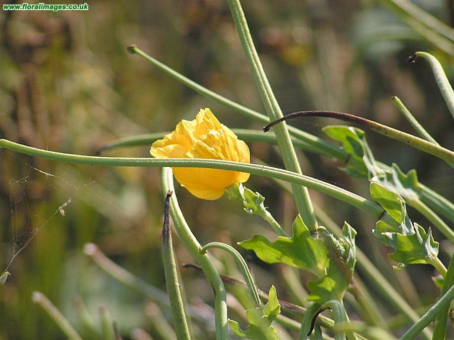 Glaucium flavum
