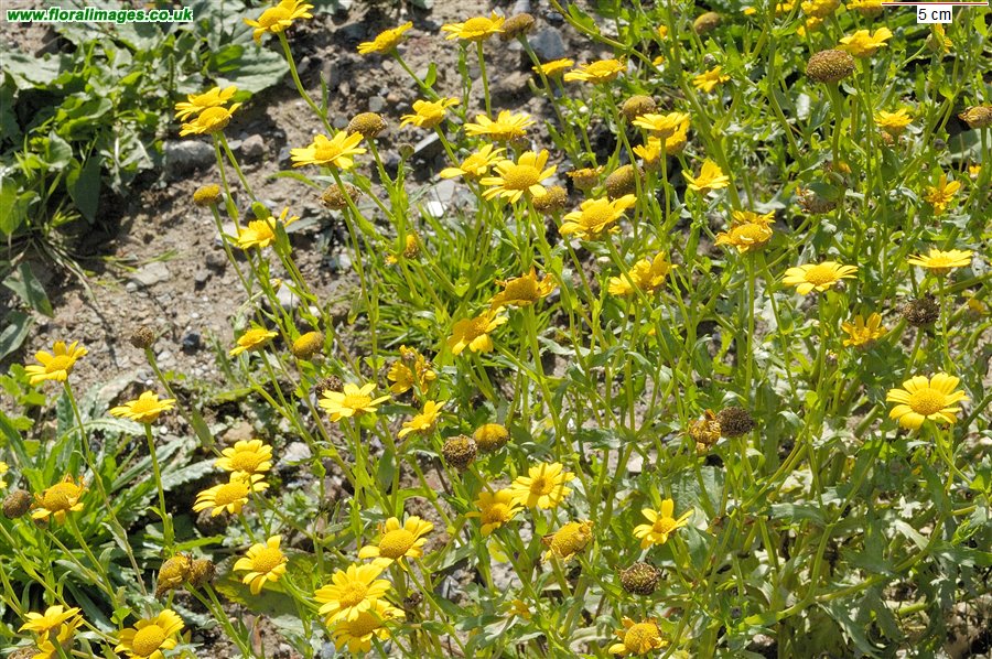 Glebionis segetum