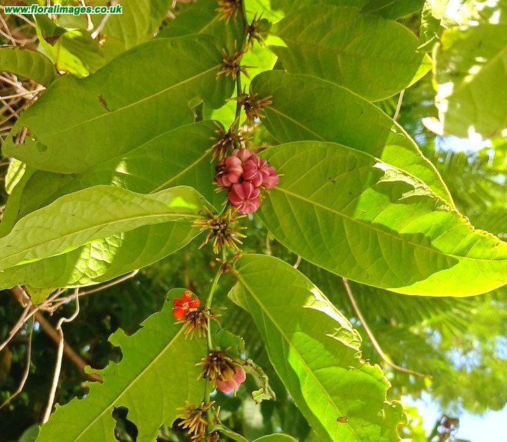 Glochidion rubrum