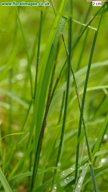 Glyceria fluitans