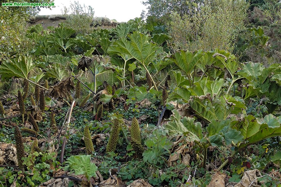 Gunnera tinctoria