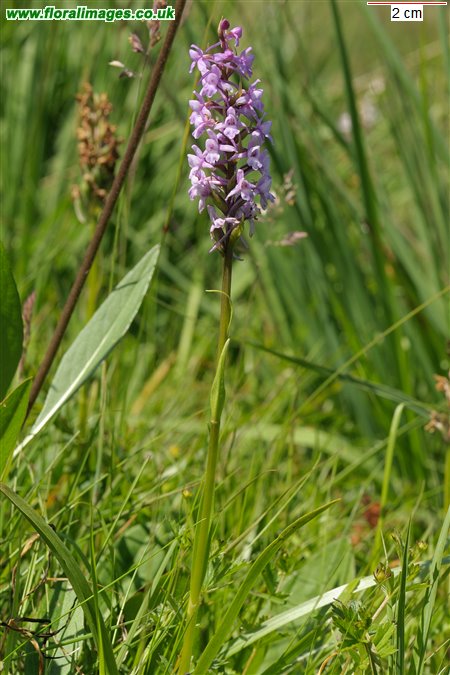 Gymnadenia borealis