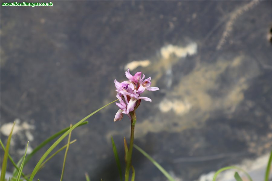 Gymnadenia conopsea agg