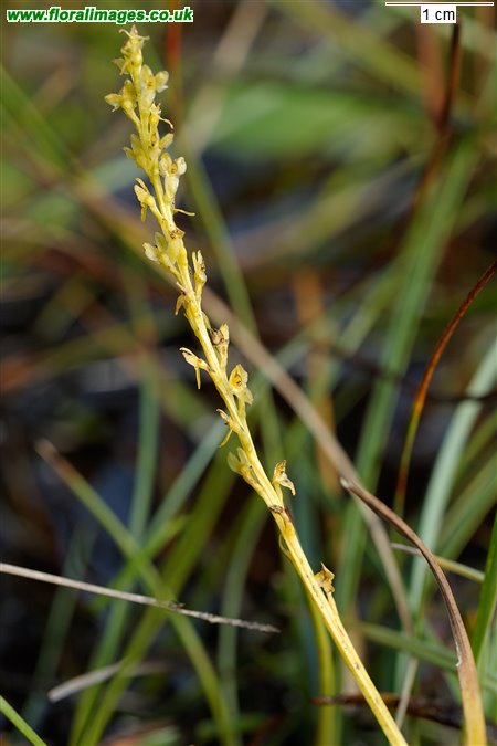 Hammarbya paludosa