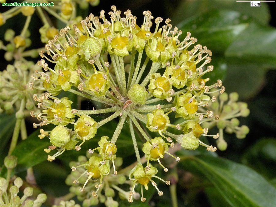 Hedera helix sens lat