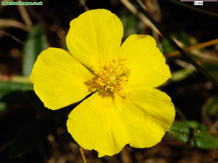 Helianthemum nummularium