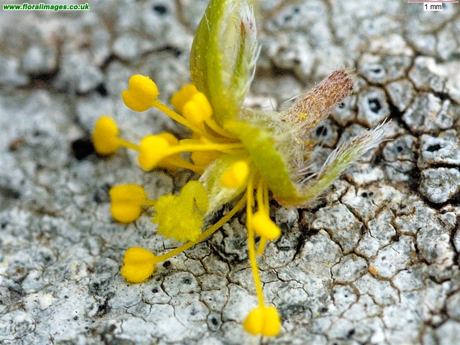 Helianthemum oelandicum