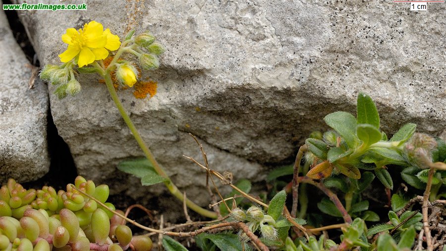 Helianthemum oelandicum