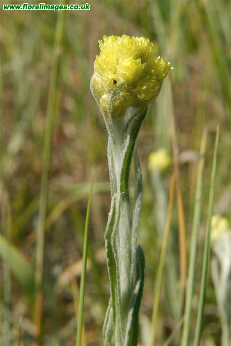 Helichrysum arenarium
