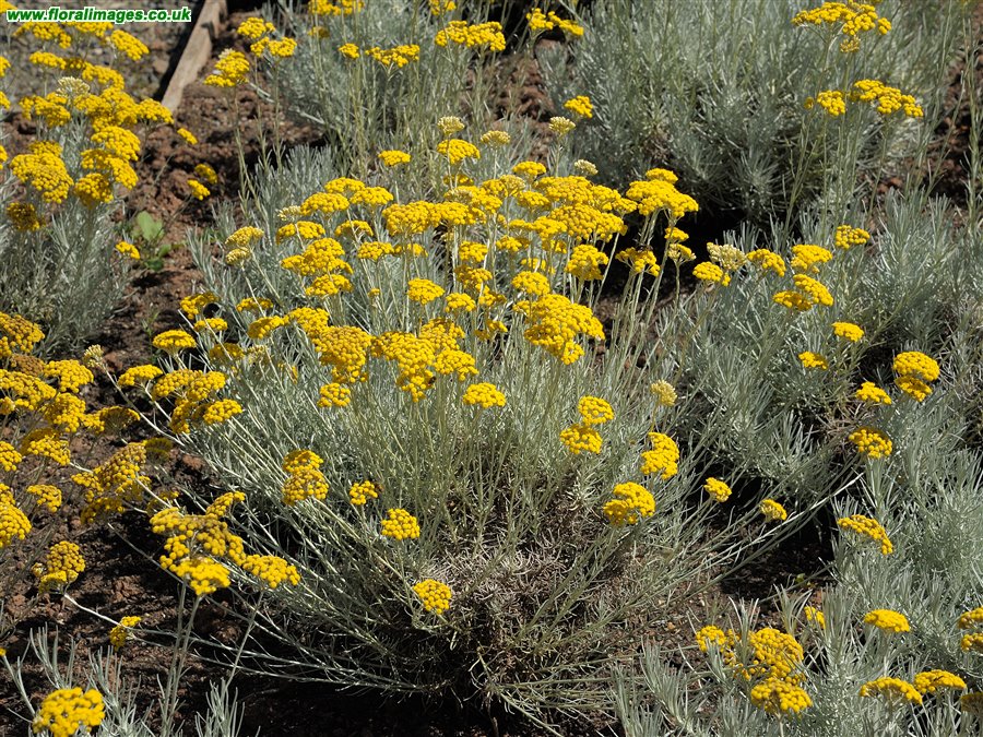 Helichrysum italicum