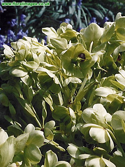 Helleborus argutifolius