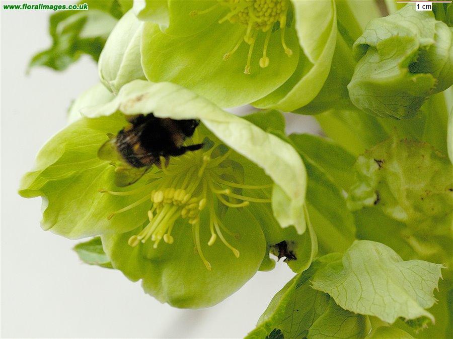 Helleborus argutifolius