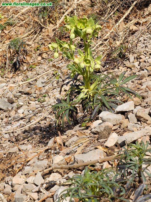 Helleborus foetidus