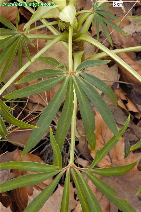 Helleborus foetidus