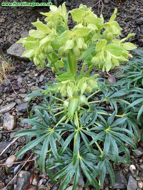 Helleborus foetidus