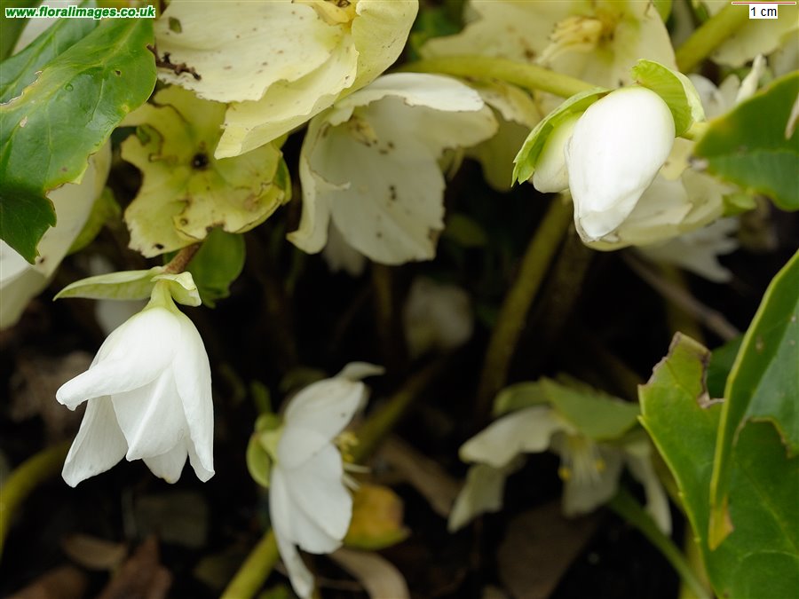 Helleborus niger